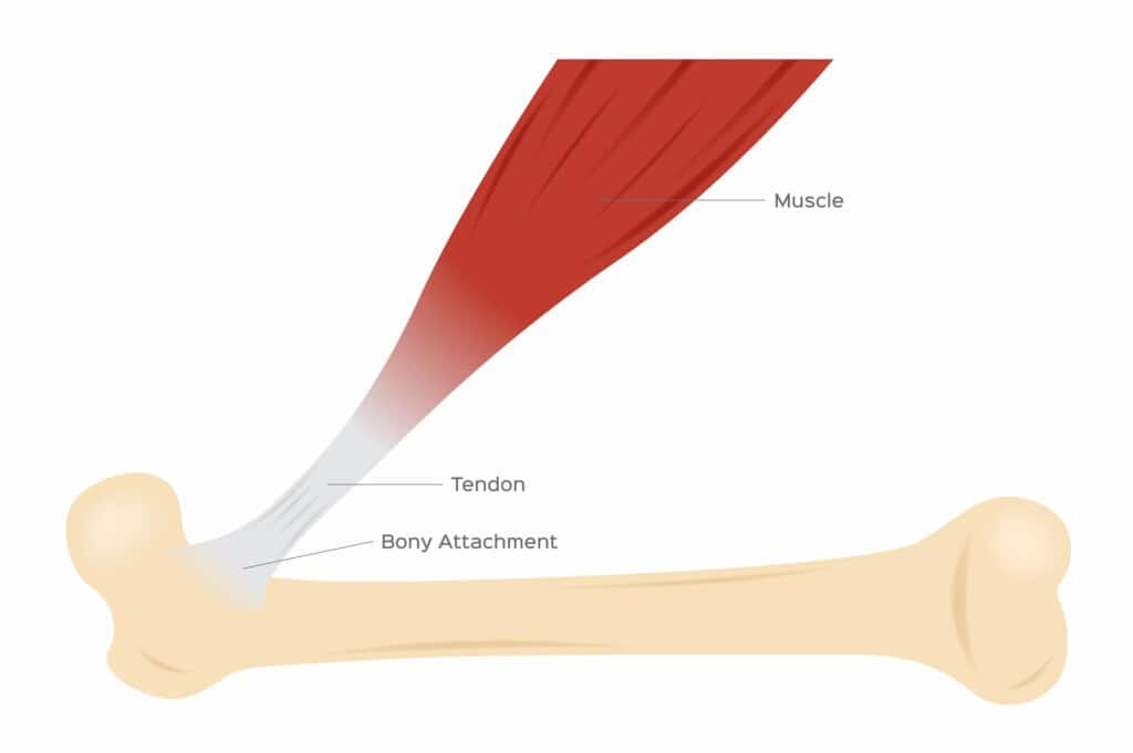 Diagram of tendon, muscle and bone anatomy.