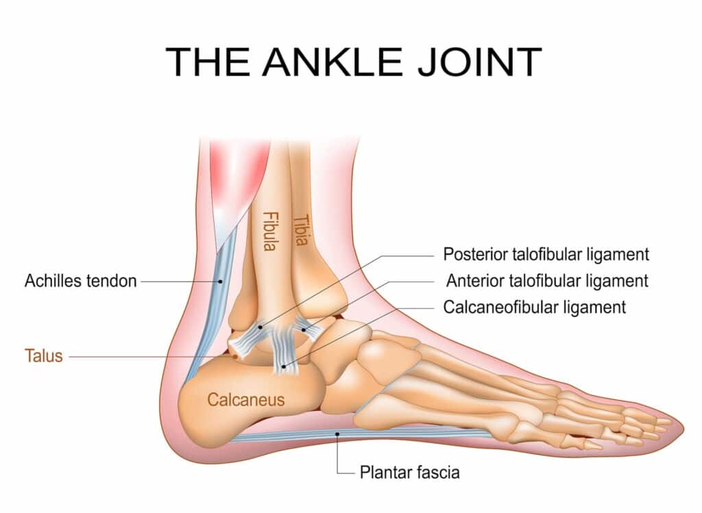 Diagram of the ankle joint.